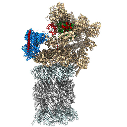 Protein pivotal for B-cell cancers gets a closer look